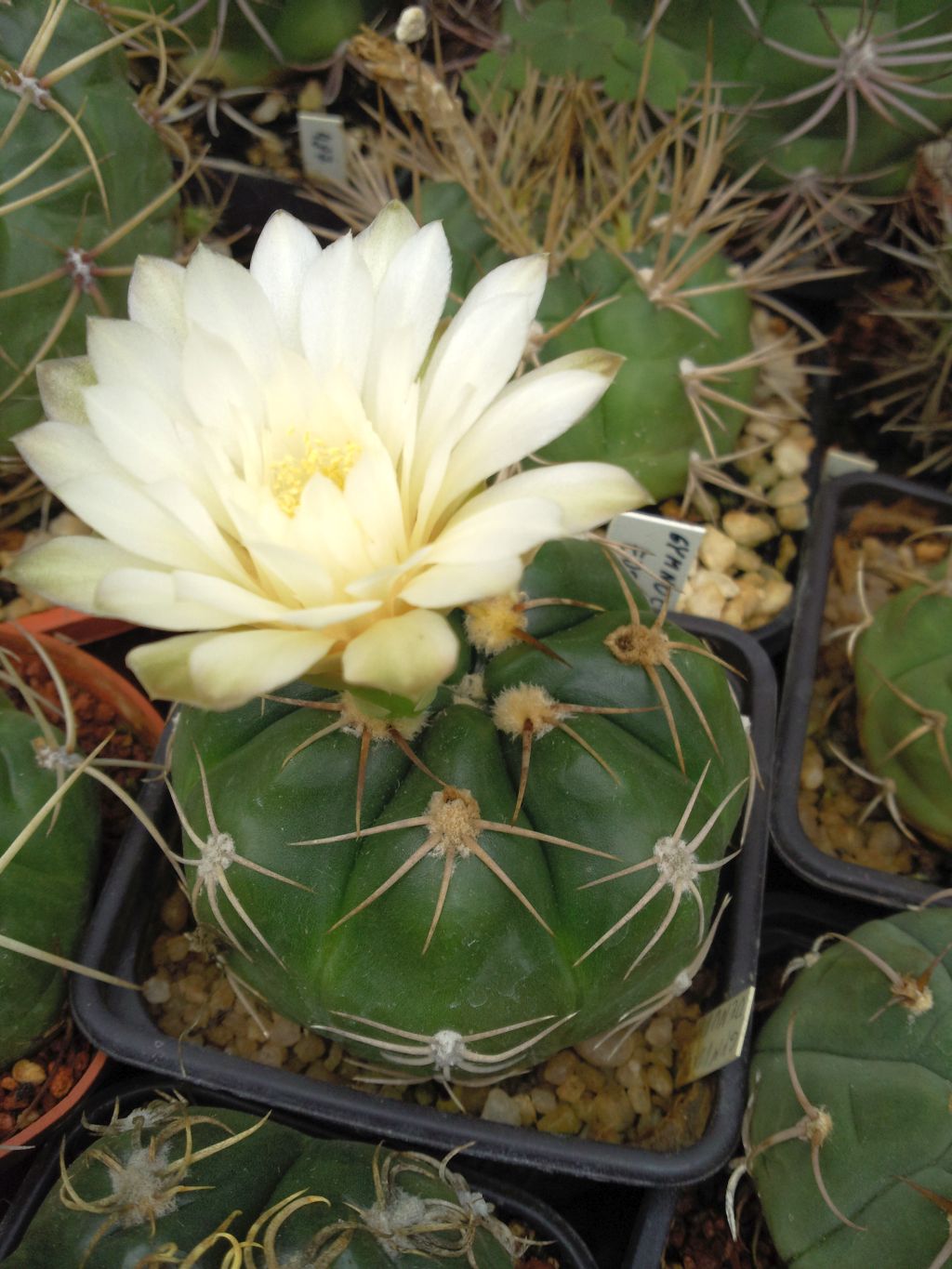 Gymnocalycium denudatum